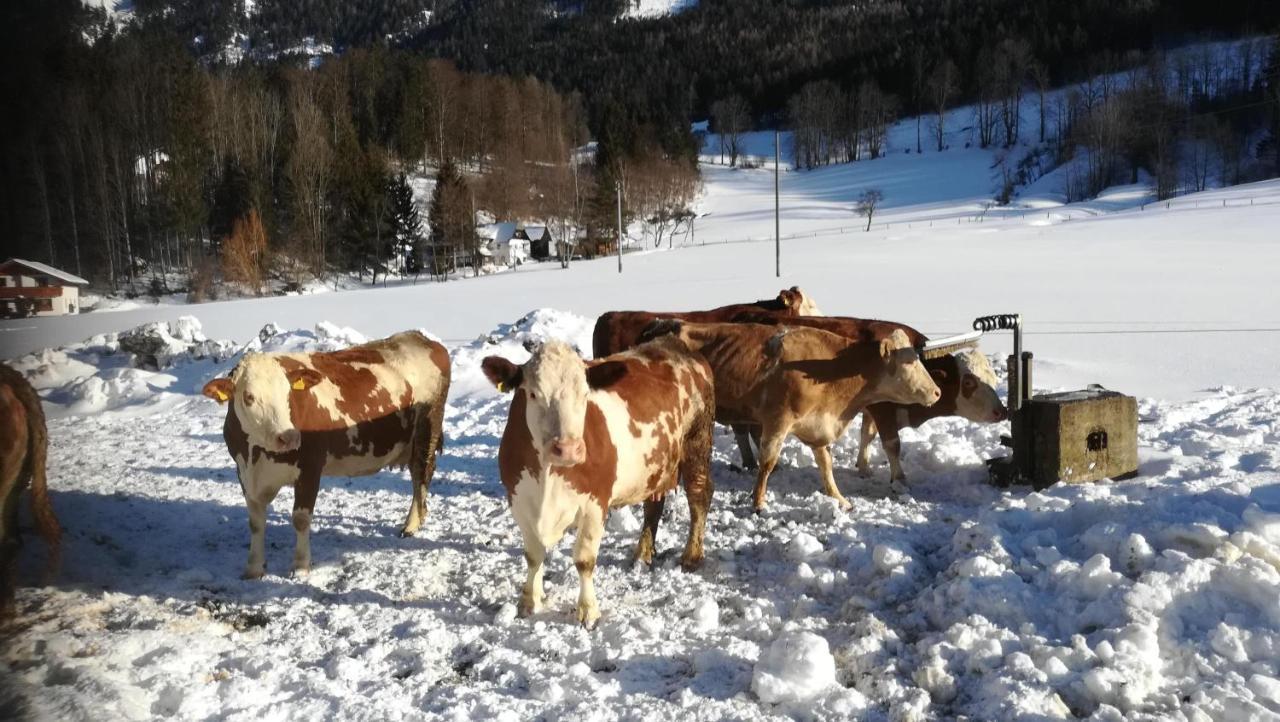Gausrab Villa Hinterstoder Bagian luar foto